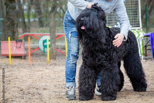 Black Russian Terrier, also known as Black Terrier, at a dog show