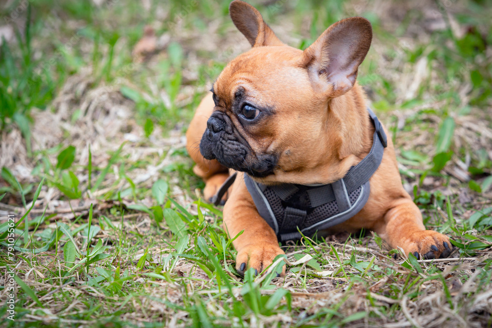 A French bulldog puppy is lying on the ground.