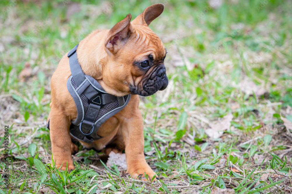 A French bulldog puppy on a walk in a spring park. Close-up.