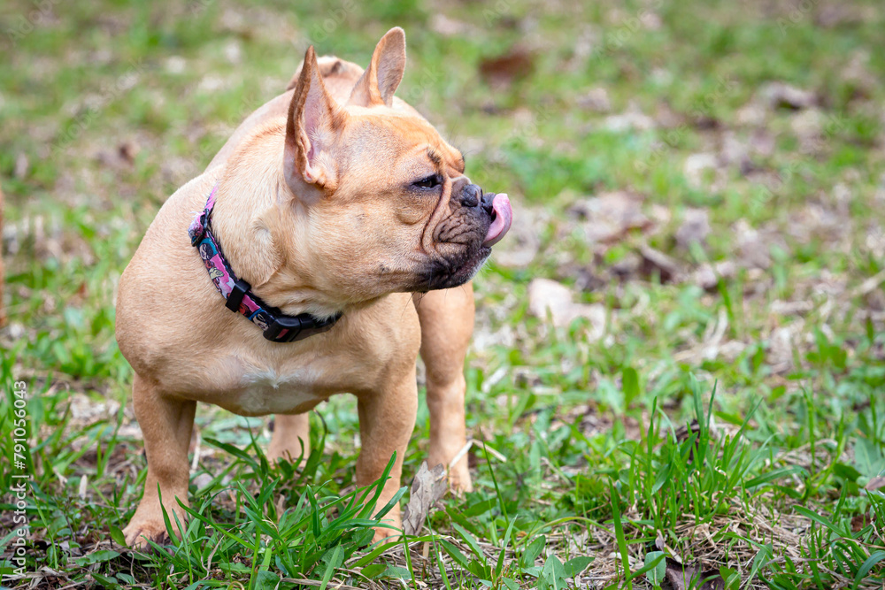 A French bulldog puppy on a walk in a spring park. Close-up. A French bulldog puppy on a walk in a spring park. Close-up.