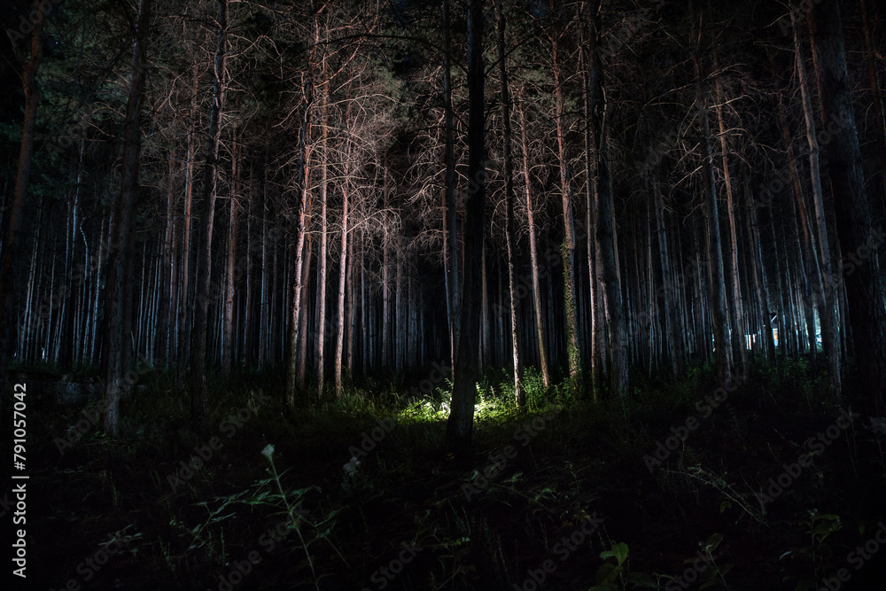 Fototapeta premium magical lights sparkling in mysterious forest at night. Nightmare pine forest.