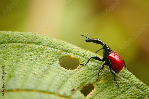 Forest Jewel: The Giraffe Weevil, Trachelophorus giraffa, with Its Long Neck and Bright Red Elytra in Madagascar forest. photo