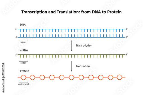 Transcription and Translation: from DNA to Protein