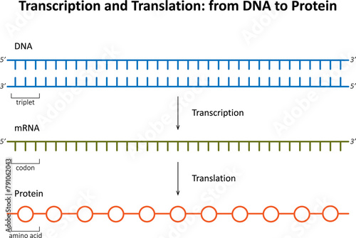 Transcription and Translation: from DNA to Protein