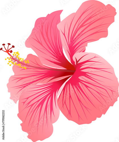 pink hibiscus flower