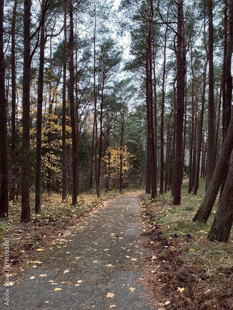 path in the woods path in the woods