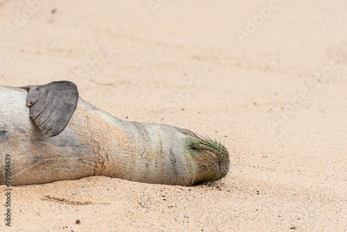 Monk seal sleeping on side on sandy beach near ocean