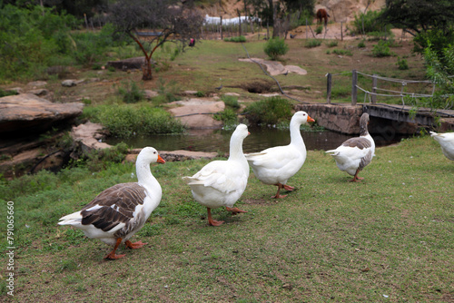 Group of geese walking in line towards pond.  Domestic bird. Farm animal. 