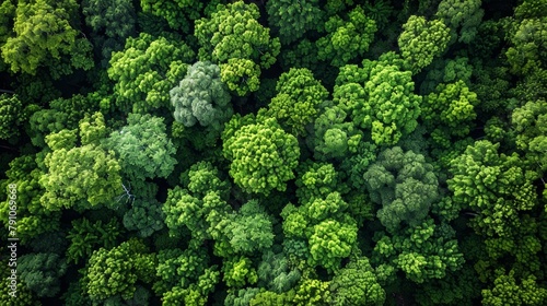 Lush Green Canopy from Above: Aerial Drone View of Dense Forest Generative AI