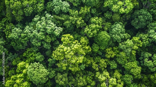 Dense Green Forest Aerial View Generative AI