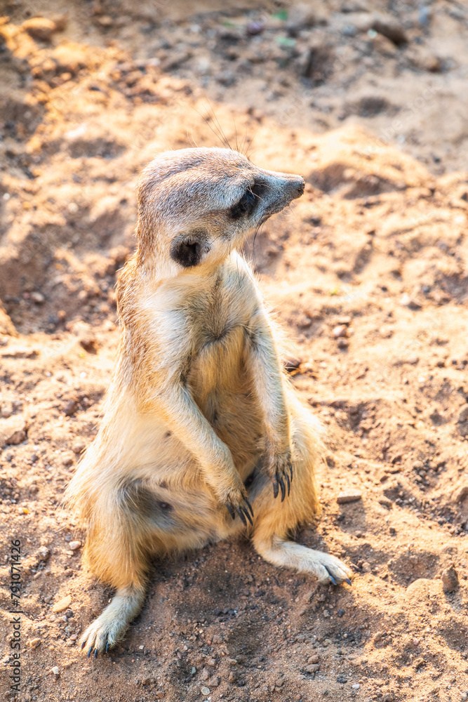 Meerkat, Suricata suricatta, on hind legs. Portrait of meerkat standing ...