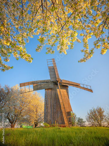golden sunset light on wooden mill and flowering branches in spring evening
