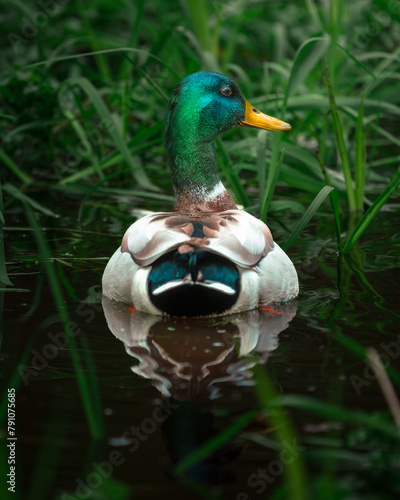 Mallard, Wild Duck, Drake, Male Duck in the water
