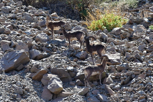 MUFLONES EN EL PARQUE NACIONAL DE LAS CAÑADAS DEL TEIDE, EN TENERIFE