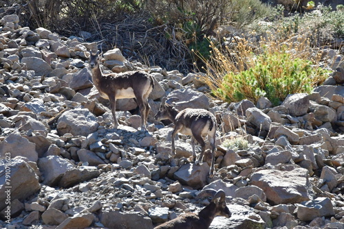 MUFLONES EN EL PARQUE NACIONAL DE LAS CAÑADAS DEL TEIDE, EN TENERIFE