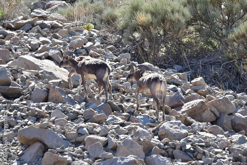 MUFLONES EN EL PARQUE NACIONAL DE LAS CAÑADAS DEL TEIDE, EN TENERIFE