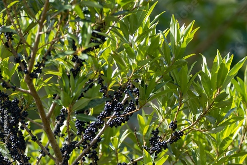 Foliage and berries of Myrsine coriacea