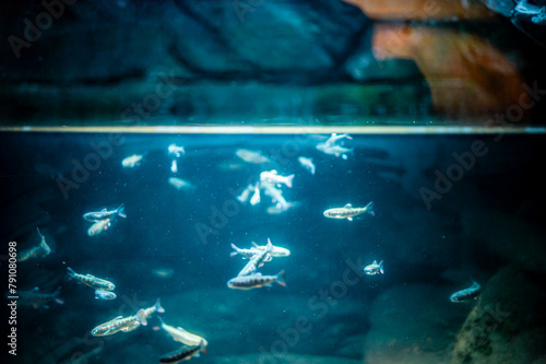 Young fishes in the aquarium photo