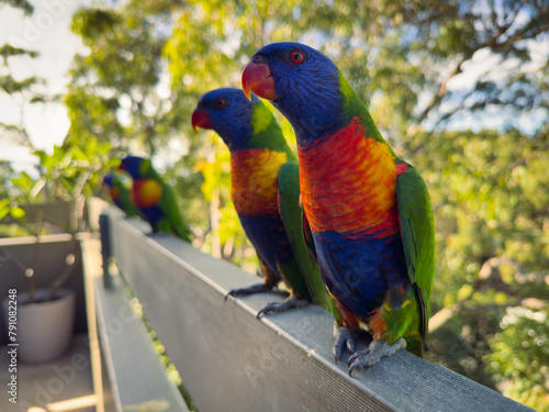 Rainbow Lorikeet Parrot. Birds of Australia (ID: 791082248)