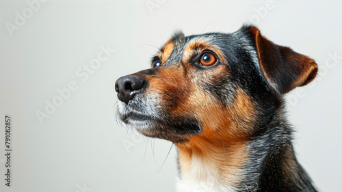 Portrait of a dog, sad, pleading eyes photo