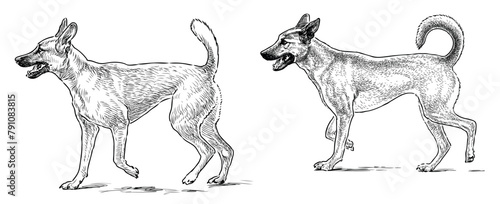 Guard dogs german shepherd pets purebred realistic two domestic animals vector hand drawn illustration isolated on white