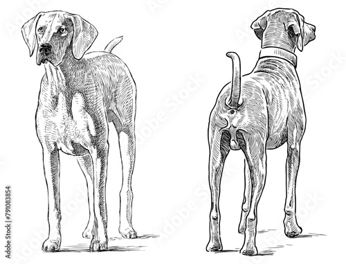 Hound dog pet purebred hunting dog vector hand drawn illustration realistic black and white isolated on white