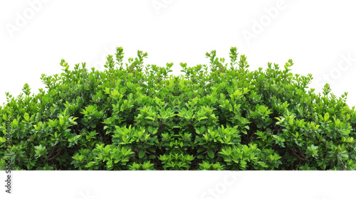 Green garden bushes, isolated on white, cut out photo