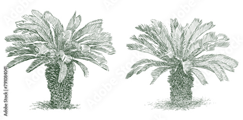 Palm trees tropical evergreen two trees mediterranean flora sketch vector hand drawn illustration isolated on white