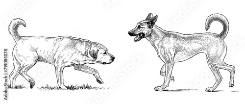 Retriever guard dog pets purebred realistic two domestic animals vector hand drawn illustration isolated on white