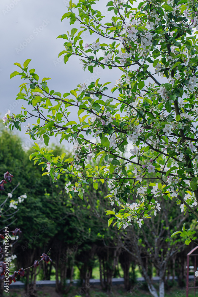 Fototapeta premium Spring. Irga blooms in may.