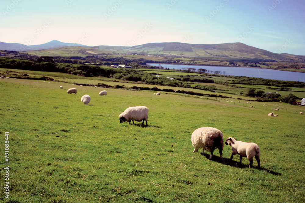 Sheep in Ireland Farm Valley