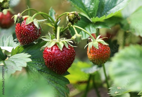 Garden strawberry. Ripe red berries on a bush in the garden. Summer. Harvest. Gardening. Eco product.