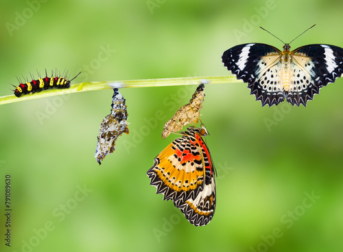 Leopard lacewing (Cethosia cyane euanthes) butterfly , caterpillar, pupa and emerging photo