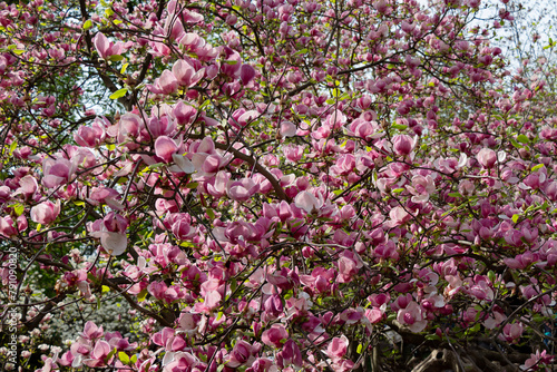 Magnolia, pink flowers in the garden 