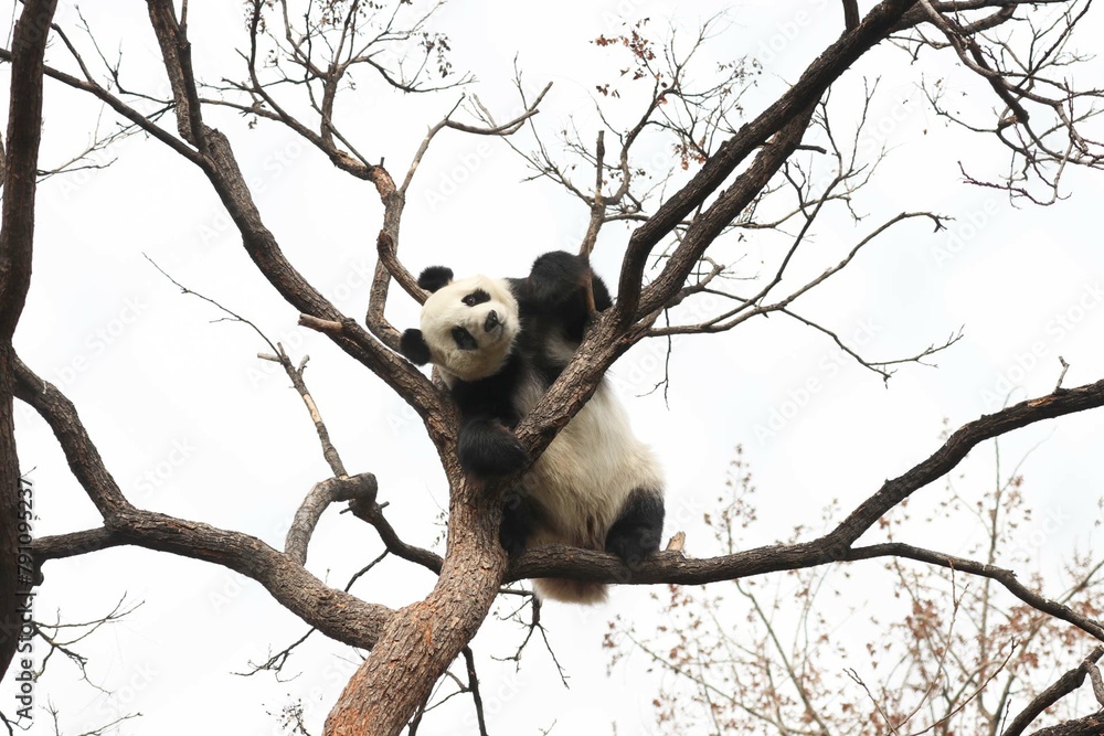 Fototapeta premium Acrobatic Panda ,Close up Playful panda having fun on the Tree,