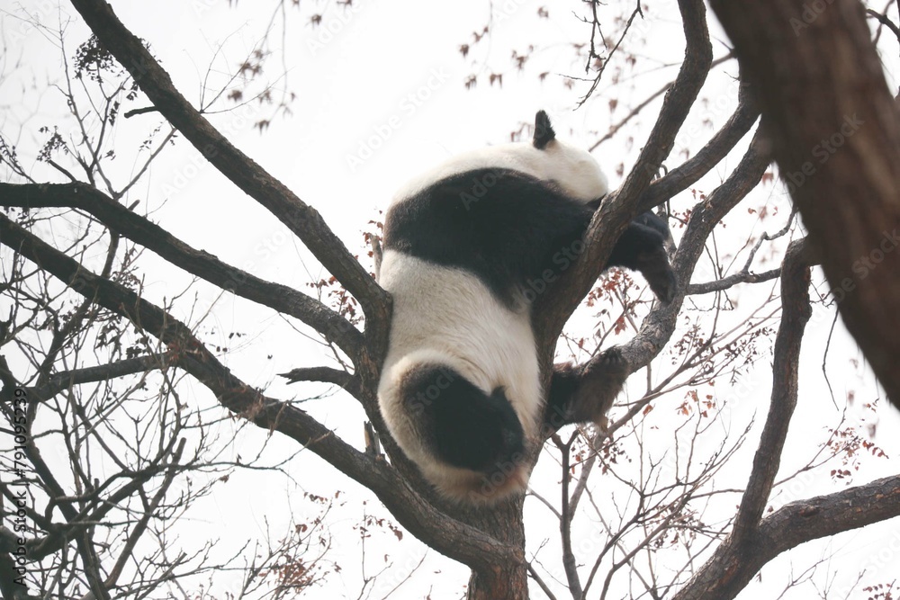 Fototapeta premium Acrobatic Panda ,Close up Playful panda having fun on the Tree,