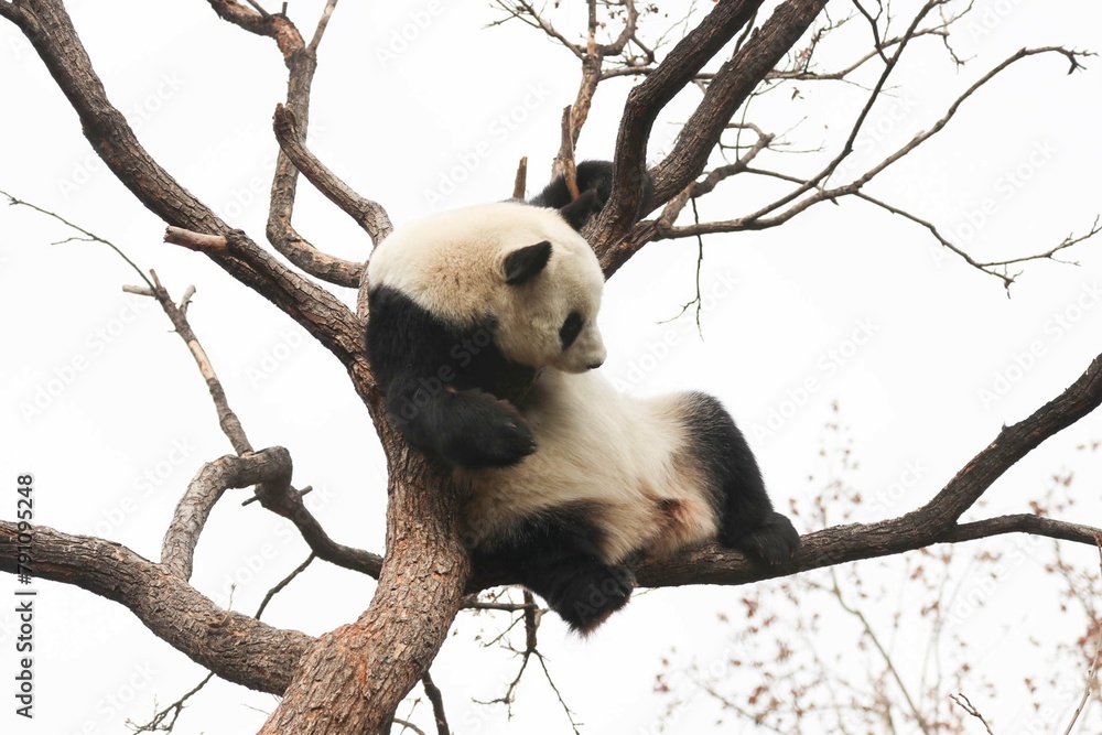 Obraz premium Acrobatic Panda ,Close up Playful panda having fun on the Tree,