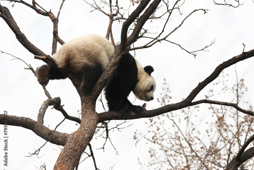 Fototapeta premium Acrobatic Panda ,Close up Playful panda having fun on the Tree,