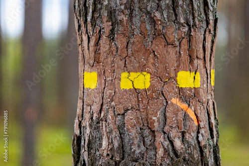 A sign painted in paint on a coniferous tree.
