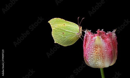 yellow butterfly on colorful tulip flower in water drops isolated on black. b...