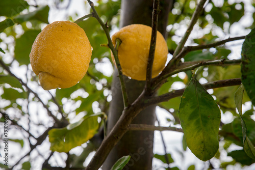 Detalhe de 2 limões grandes e maduros em limoeiro. Produção de citrinos em árvore. photo