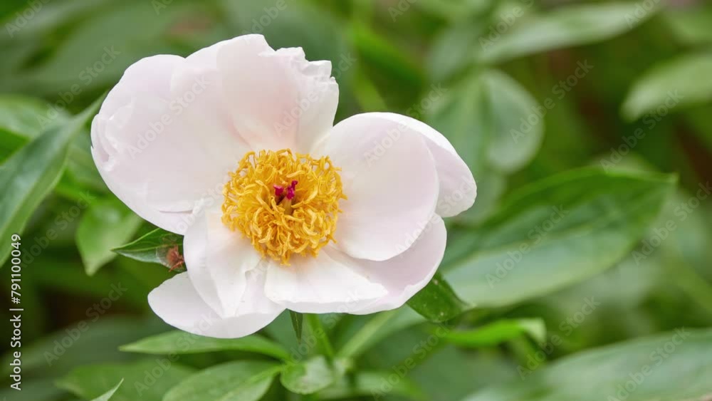 Paeonia lactiflora (Chinese peony, Chinese herbaceous peony, or common garden peony) is herbaceous perennial flowering plant in family Paeoniaceae, native to central and eastern Asia. Paeonia lactiflora (Chinese peony, Chinese herbaceous peony, or common garden peony) is herbaceous perennial flowering plant in family Paeoniaceae, native to central and eastern Asia.