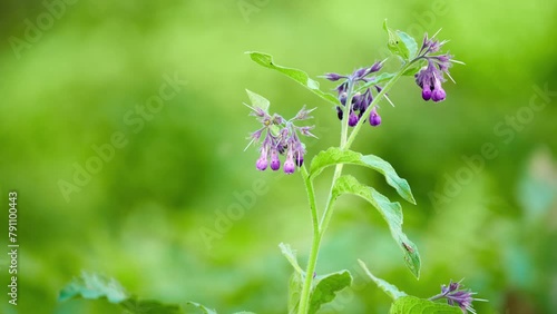 Symphytum officinale is perennial flowering plant in family Boraginaceae. It is known as comfrey. To differentiate it from other members of genus Symphytum. photo