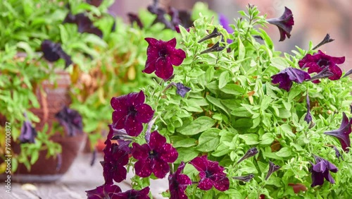 Petunia atkinsiana (Petunia hybrida) is Petunia plant nothospecies (hybrid), which encompasses all hybrid species of petunia between Axillaris and Integrifolia. photo