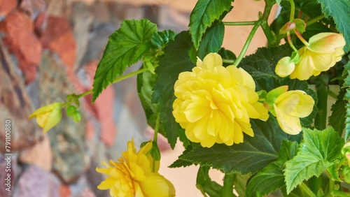 Kerria japonica, commonly known as Japanese kerria or Japanese rose, is deciduous, yellow-flowering shrub in rose family (Rosaceae), native to China, Japan and Korea. photo