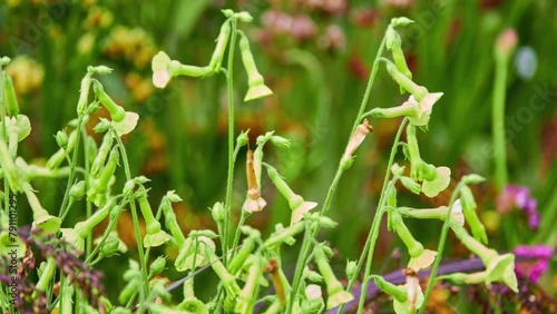 Nicotiana plumbaginifolia is tobacco plant known as Tex-Mex tobacco. Species epithet, plumbaginifolia, is from leaves bearing similarity to those of genus Plumbago. photo