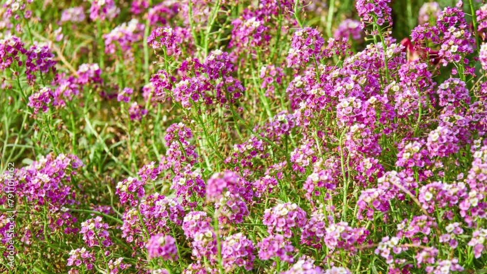Lobularia maritima (Alyssum maritimum) is low-growing flowering plant in family Brassicaceae. It is sweet alyssum or sweet alison, also commonly referred to as just alyssum. Lobularia maritima (Alyssum maritimum) is low-growing flowering plant in family Brassicaceae. It is sweet alyssum or sweet alison, also commonly referred to as just alyssum.