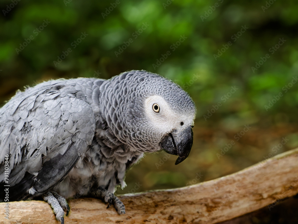 Obraz premium Congo African Grey red cake parrot. Timneh African Grey ruffles his neck feathers.