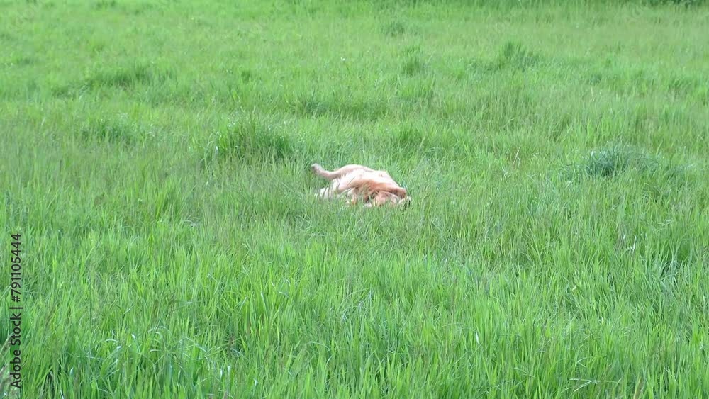 Dogs play on the green grass and enjoy life. Golden retriever runs and lies on the grass. Pet concept. Dogs play on the green grass and enjoy life. Golden retriever runs and lies on the grass. Pet concept.
