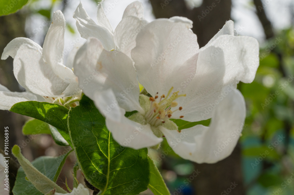 the first spring blossoms of trees, white blossoms of apple trees, plums. Selective focus, spring background